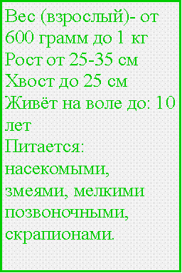 Подпись: Вес (взрослый)- от 600 грамм до 1 кгРост от 25-35 смХвост до 25 смЖивёт на воле до: 10 летПитается: насекомыми, змеями, мелкими позвоночными, скрапионами. 