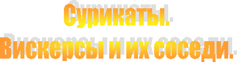 Сурикаты.
Вискерсы и их соседи.