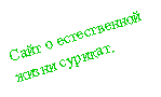 Подпись: Сайт о естественной жизни сурикат.